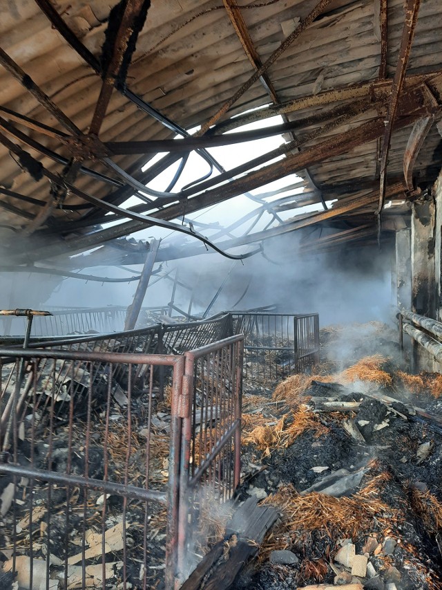 Na 100 tysięcy złotych oszacowano straty w wyniku pożaru jednego z sześciu budynków znajdujących się na terenie fermy świń w Suchorzu. Przypomnijmy, że doszło do niego w niedzielę (10.01.2021 r.) po godz. 11. Akcja strażaków trwała prawie do godz. 17.