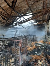 Po pożarze fermy świń w Suchorzu. 100 tys. zł strat (ZDJĘCIA) 