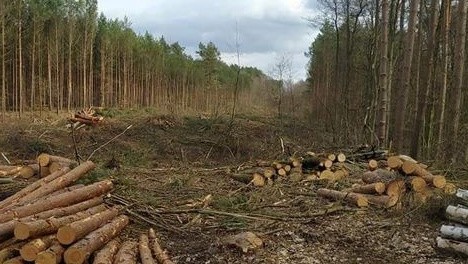 W Nadleśnictwie Bogdaniec wycięto szeroki pas drzew.