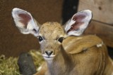 Śląski Ogród Zoologiczny ma małą samicę wielkiego kudu 