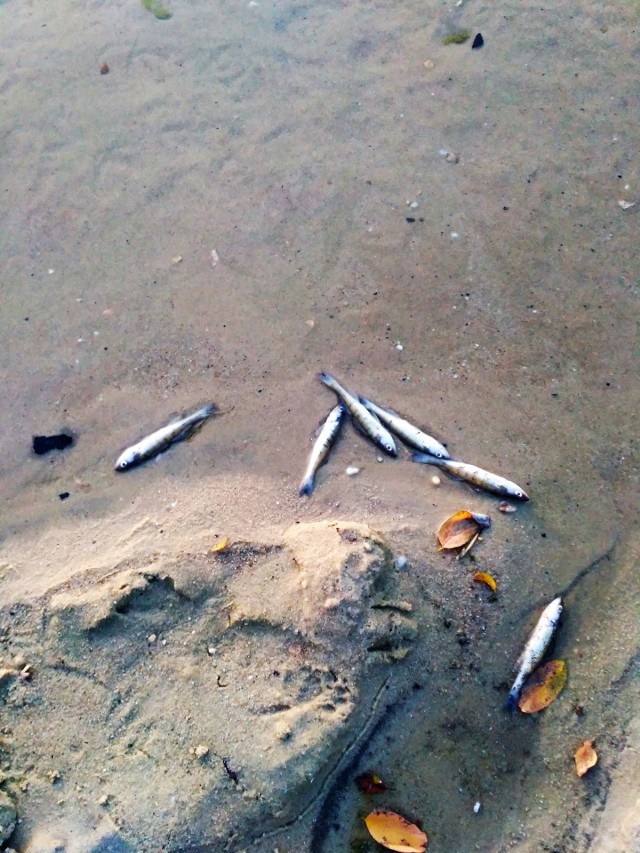 Śnięte ryby w kąpielisku Bolko w Opolu