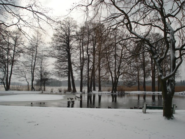 Szczecinecki park