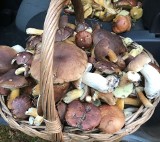 W lasach w gminie Baranów Sandomierski trwa wysyp. Warto skorzystać z okazji, bo grzybów jest dużo (ZDJĘCIA)