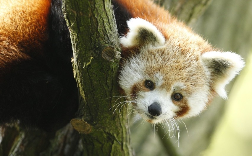 Pandy małe nowymi mieszkańcami łódzkiego ZOO [ZDJĘCIA]