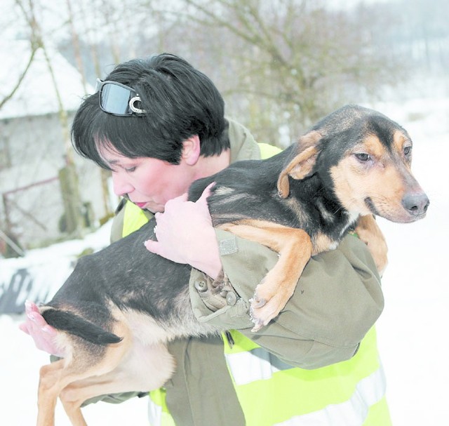 Koniec stycznia, gospodarstwo w Wieszynie niedaleko Słupska. Renata Cieślik ze swoją ekipą uratowała od śmierci z głodu i zamarznięcia trzy psy. Ciało czwartego leżało w budzie, zamarznięte na kość.
