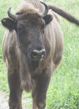 Puszcza Białowieska coraz wyżej