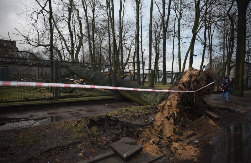 Powalone drzewa i znaki drogowe! W Łodzi wiało dzisiaj z prędkością 90 km/h  [zdjęcia]