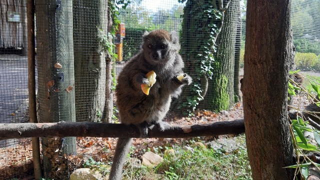 W Ogrodzie Zoologicznym w Opolu żyje zaledwie jedna para lemurów bandro: 6-letni samiec i 5-letnia samica. Zwierzęta zamieszkały tu na początku 2019 roku i kilka miesięcy później - w czerwcu ub. roku - doczekały się pierwszego potomka.