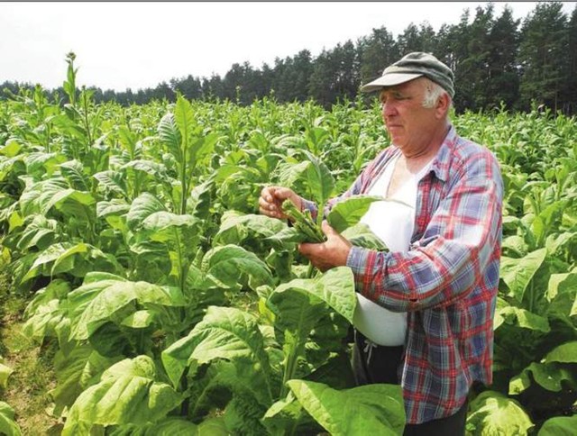 W Małopolsce jest ponad 5 tysięcy plantatorów tytoniu. To właśnie oni i ich rodziny najbardziej cierpią na podnoszeniu akcyzy. A ludzie, z powodu ceny papierosów, sięgają po te nielegalne