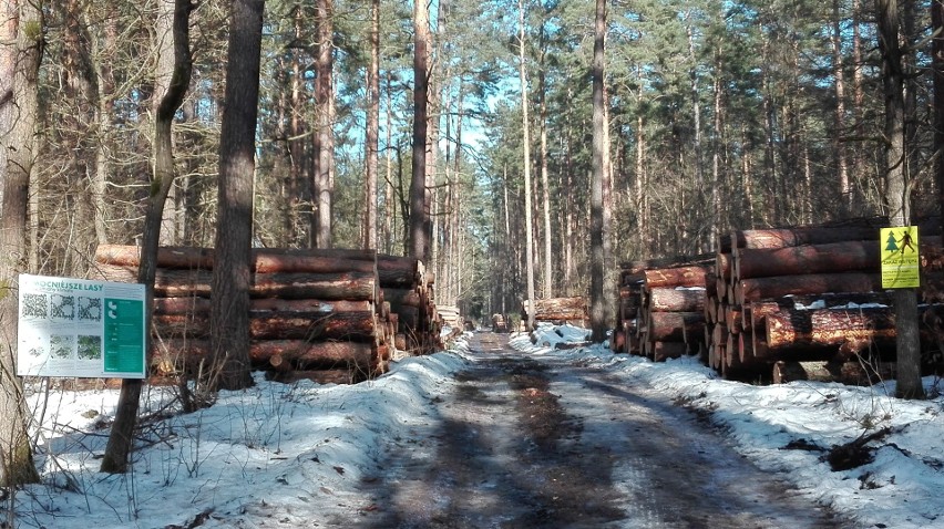 Tak wygląda Las Wesołowski po usunięciu drzew