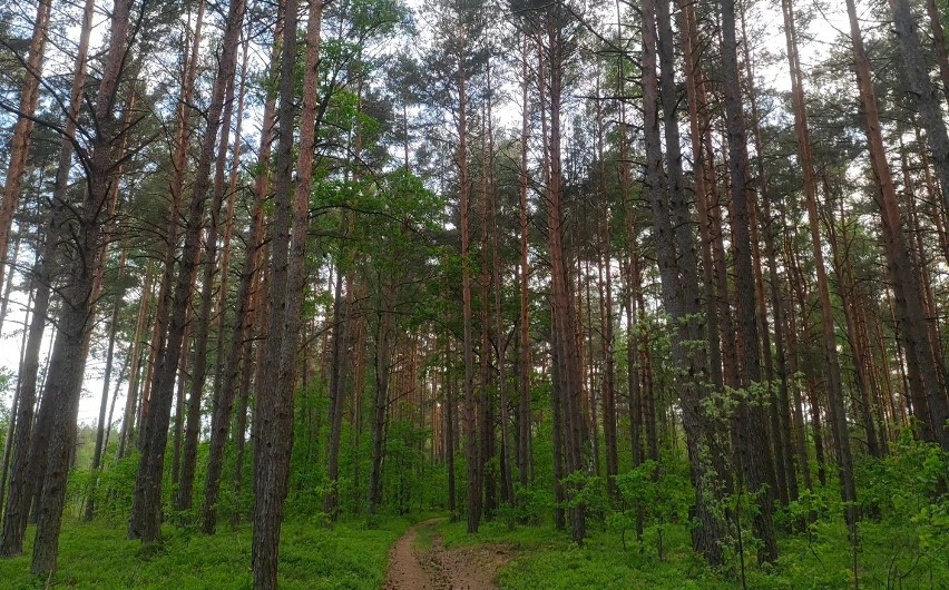 Zakaz wstępu do lasów Nadleśnictwa Ostrołęka. Powód? Bardzo duże zagrożenie pożarowe