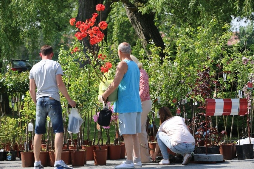 Kilkadziesiąt szkółek ogrodniczych z całej Polski. Kolorowy zawrót głowy na Partynicach