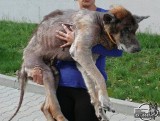 Mieszkaniec Sławinka miał w mieszkaniu dwa zabiedzone psy. Usłyszał zarzut znęcania się