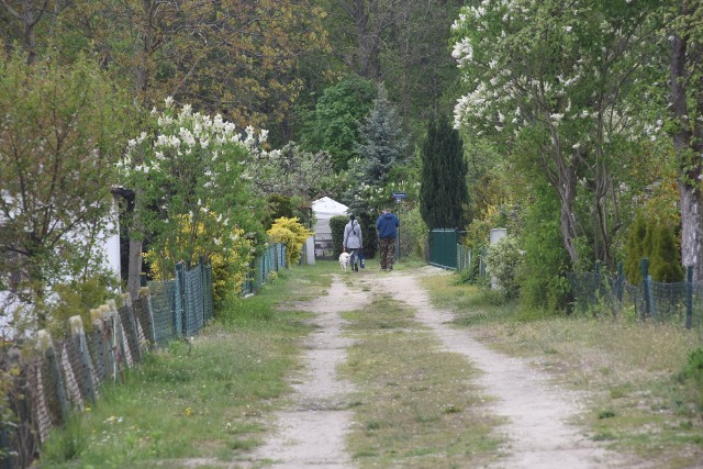 Rodzinne Ogrody Działkowe - dla jednych to szansa na własne owoce i warzywa, dla innych sposób miejsce do relaksu.