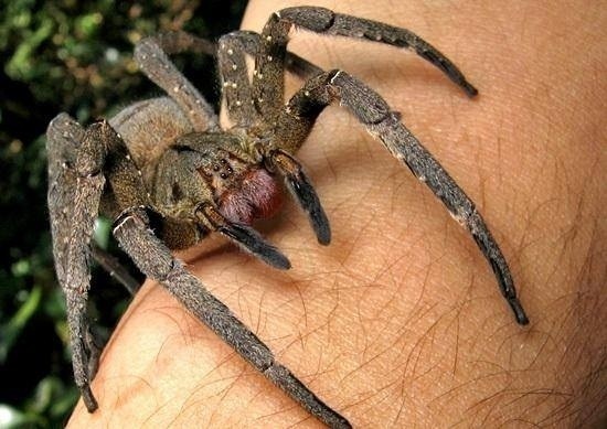Jadowite pająki w Będzinie: Wałęsak brazylijski
