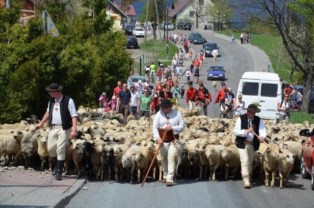 Redyk, czyli przepęd owiec na pastwiska, znów powrócił w Bieszczady.