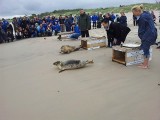 Bałtyk: Cztery młode foki wypuszczono do morza na plaży w Czołpinie [ZDJĘCIA]