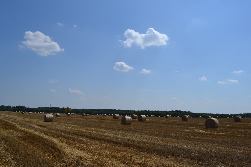 Żniwa w powiecie kłobuckim