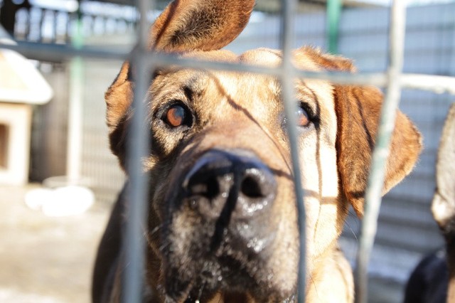 Będzie można adoptować dowolnego psa za 1 zł.