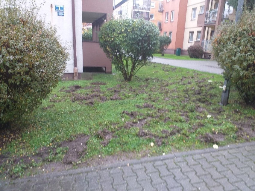 Kraków. Stado dzików zryło trawniki i zniszczyło zieleń przy ul. Chmieleniec [ZDJĘCIA]