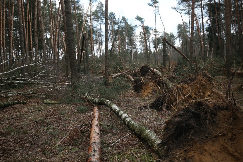 Tak wyglądają teraz lasy w okolicach Kędzierzyna i Strzelec...
