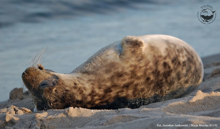 Foki odpoczywające na plaży w Helu, stały się turystyczną atrakcją. "Nie podchodźcie do fok!" - apelują naukowcy