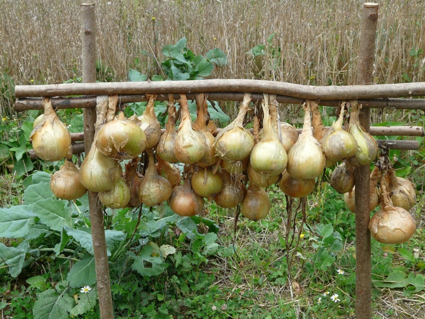 Zbiór cebuli
Po zbiorach cebulę warto dosuszyć.