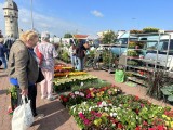 Targowisko w Żarach tonie w kolorowych kwiatach. Ile zapłacicie za roślinki, owoce i warzywa? Zobaczcie zdjęcia