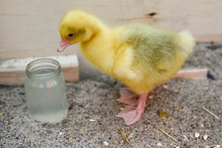 Pisklęta z poznańskiego zoo w wielkanocnej sesji [ZDJĘCIA]