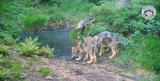 Niezwykłe nagranie spod Babiej Góry. Małe wilczki w Babiogórskim Parku Narodowym - WIDEO