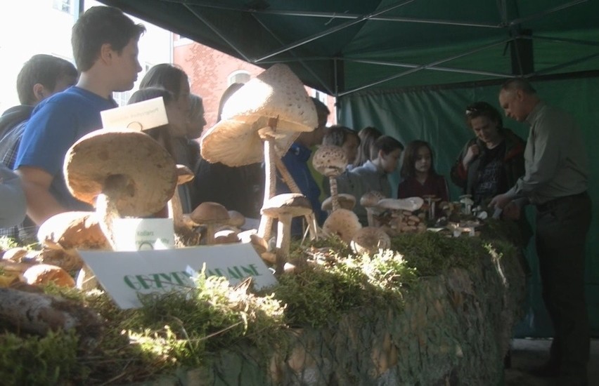 Dni otwarte Parku Dolina Słupi i wystawa grzybów (wideo)