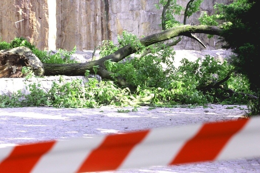 Wypadek w zoo. Konar spadł na dwie kobiety, trafiły do szpitala (ZDJĘCIA)