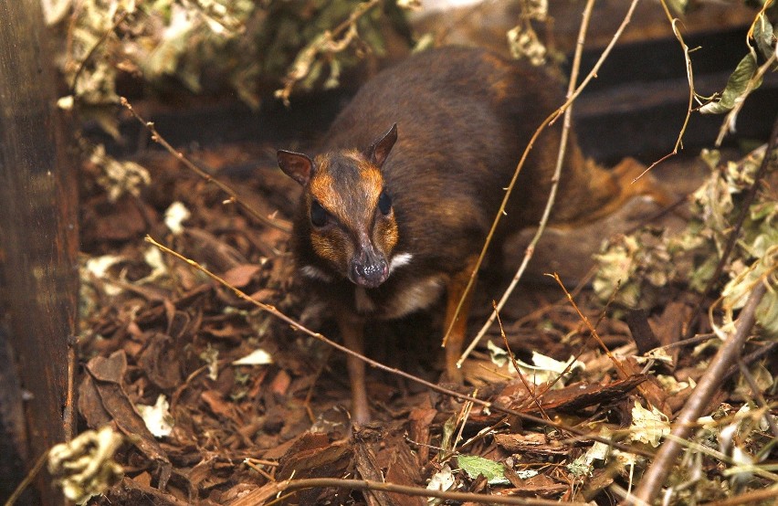 Myszojeleń we wrocławskim ZOO