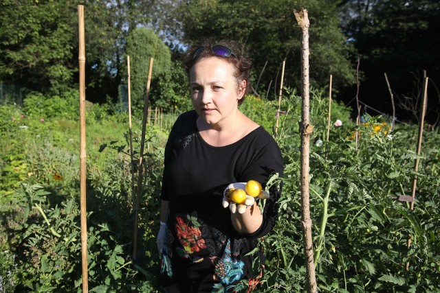 Jadwiga Brzozowska pokazuje niedojrzałe pomidory, które opadły z podgryzionych przez karczowniki krzewów