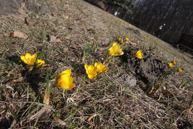 Wiosna w Parku Śląskim już zawitała na dobre. Niedawno do Polski zaczęły wracać bociany, a dziś w Parku Śląskim pojawiły się przebiśniegi, krokusy i bazie. Wszystko wskazuje na to, że koniec zimy jest tuż, tuż.