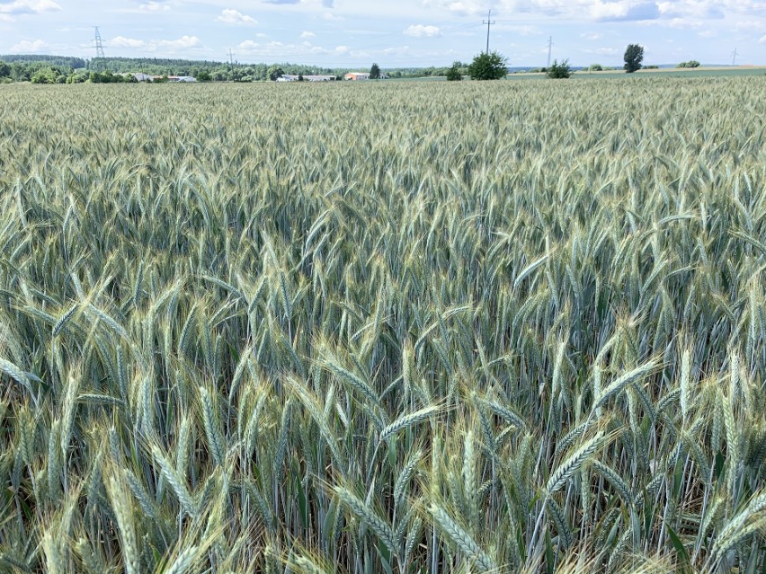 "Małe żniwa" w Gospodarstwie Rolnym Sikora w Odrowążu, gmina Stąporków. Zebrano 52 tony jęczmienia. Okoliczni mieszkańcy byli zaskoczeni