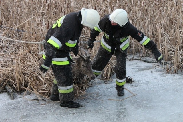 Pod stadem jeleni załamał się lód na stawie w Wędryni (gm. Lasowice Wielkie). Trzy jelenie zostały uwięzione na stawie. Uratowali je strażacy z OSP Chudoba.