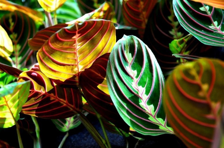Maranty to jedne z piękniej ubarwionych roślin. Mają kilka...