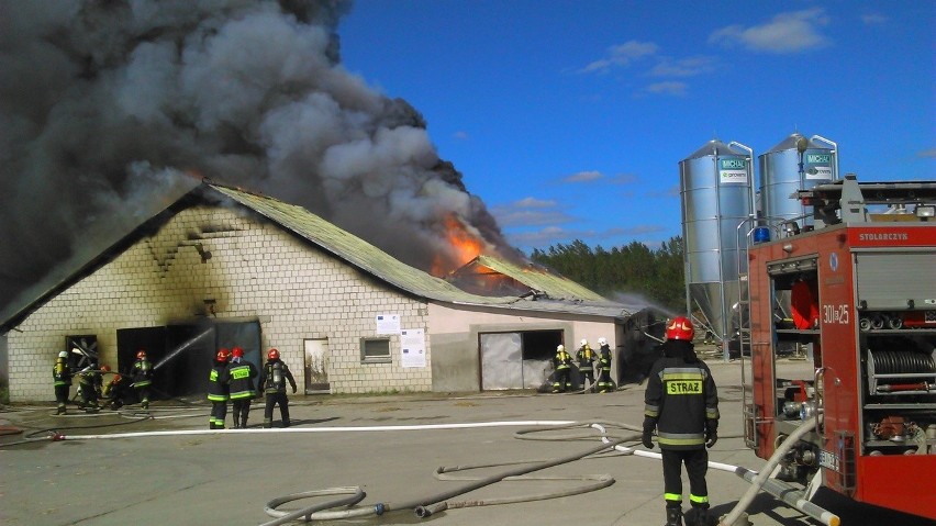 Kuriany. Pożar kurnika. Spłonęło 40 tysięcy kurczaków (zdjęcia)