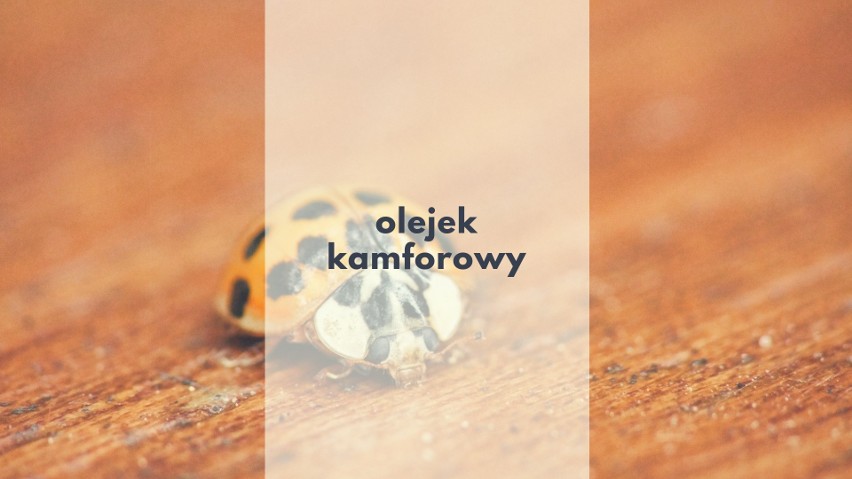 Biedronki azjatyckie, lub też arlekiny (Harmonia axyridis),...