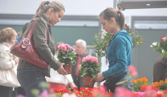 Anna Józefowska kupuje właśnie pelargonie i dalie. - Właśnie te kwiaty cieszą się największym zainteresowaniem wśród kupujących - tłumaczy obsługująca ją Paulina Legan.