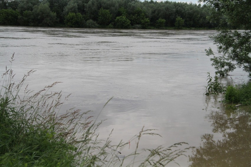  W Tarnobrzegu poziom wody w Wiśle stale sie podnosi. Prom już nie kursuje (ZDJĘCIA Z 23 CZERWCA)