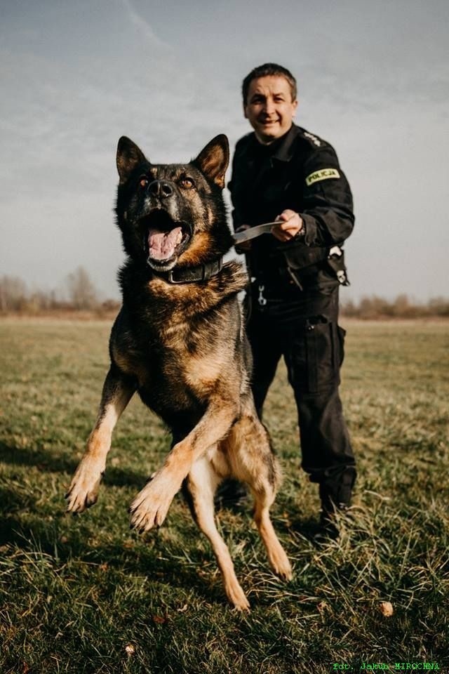 Pies i policjant, czyli zgrany duet. Zobacz czworonożnych funkcjonariuszy w Tarnowie! [ZDJĘCIA]