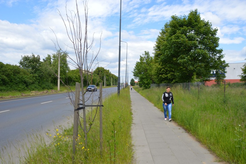 Suche drzewa witają wjeżdżających do Zgierza... ZDJĘCIA