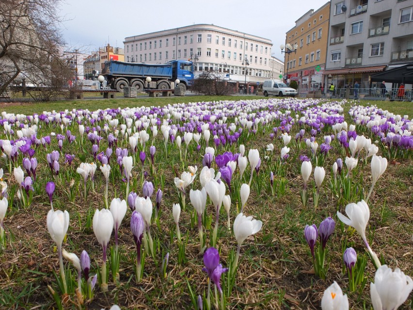 Polana krokusowa na placu Wolności.