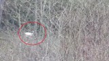 Biała dama w biłgorajskim lesie. To bardzo rzadki widok! Zobacz niezwykłe wideo!