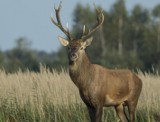 Wystawa fotografii  "Jelenie na rykowisku" w Tarnobrzeskim Centrum Natura 2000