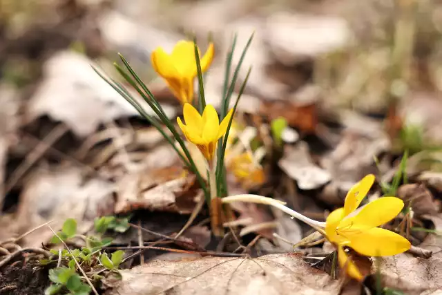 Park Cytadela – największy park Poznania o powierzchni ok. 100 ha