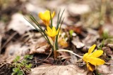 Przyroda poznańskiej Cytadeli budzi się do życia. Kwitnące kwiaty robią wrażenie. Zobacz zdjęcia!