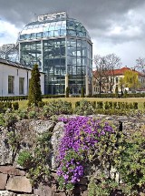 Kraków. Ogród Botaniczny rozkwita na wiosnę. Jest coraz piękniej [ZDJĘCIA]